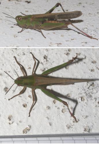 Aiolopus sp.